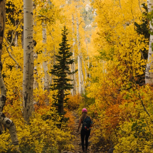 Aspen trees located in Cottonwood Canyon minutes away from Reverie Apartments in Salt Lake Valley